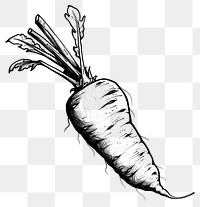 PNG  Carrot tattoo flash illustration illustrated vegetable produce.