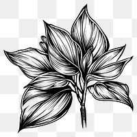 PNG  Plant tattoo flash illustration illustrated graphics drawing.