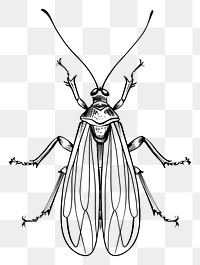 PNG Hand drawn of insect drawing sketch cartoon