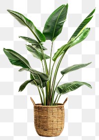 PNG Lush indoor plant in basket