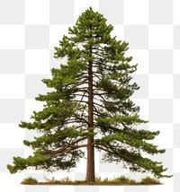 PNG Tall pine tree plant fir  