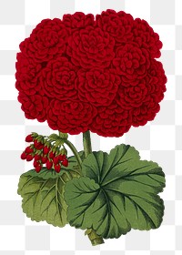 Red geranium flower png vintage illustration on transparent background. Remixed by rawpixel.