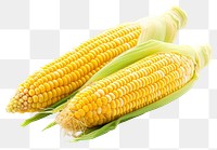 PNG Corn plant food white background.