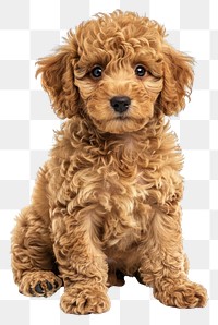 PNG Gold coloured puppy poodle mammal animal pet.