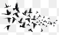 PNG Flock of birds animal flying monochrome.