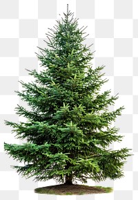 PNG Bigger christmas tree spruce plant pine.