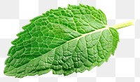 PNG Macro photo of a fresh mint leaf plant herbs 