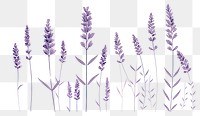 PNG Lavender backgrounds flower plant. 