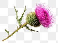 PNG Sooear thistle flower plant  