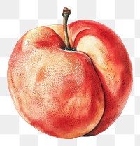 PNG An isolated fresh peach illustration watercolor vibrant.