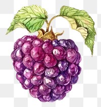 PNG An isolated fresh mulberry illustration watercolor vibrant.