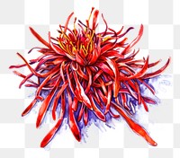 PNG An isolated fresh saffron art illustration watercolor.