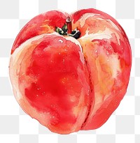 PNG An isolated fresh peach food illustration watercolor.