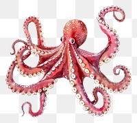 PNG An isolated fresh octopus illustration vibrant animal.