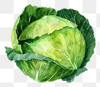 PNG An isolated fresh cabbage illustration watercolor vegetable.