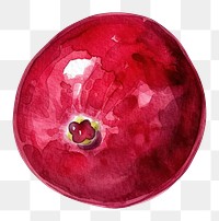 PNG An isolated fresh cranberry illustration watercolor vibrant.