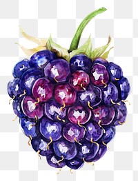 PNG An isolated fresh blackberry illustration watercolor vibrant.