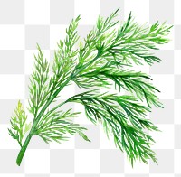 PNG An isolated fresh dill illustration ingredient vibrant.