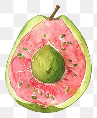 PNG An isolated fresh guava illustration watercolor fruit.