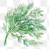 PNG An isolated fresh dill illustration plant food.