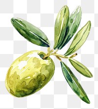 PNG An isolated fresh olive illustration watercolor leaf.