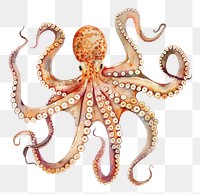 PNG An isolated fresh octopus illustration watercolor art.