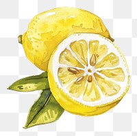 PNG An isolated fresh lemon illustration watercolor produce.