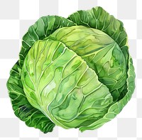 PNG An isolated fresh cabbage illustration watercolor vegetable.