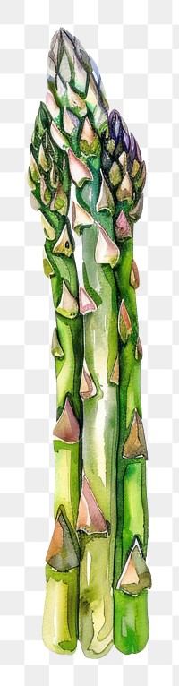 PNG An isolated fresh asparagus illustration watercolor vegetable.