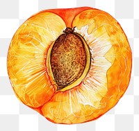 PNG An isolated fresh slice apricot illustration watercolor vibrant.