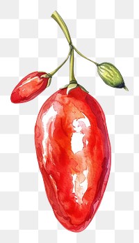 PNG An isolated fresh goji berry food illustration watercolor.