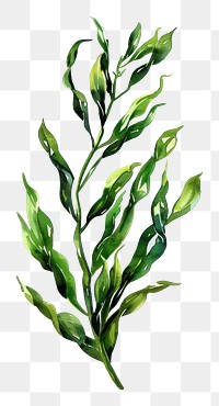 PNG An isolated fresh seaweed illustration watercolor vibrant.