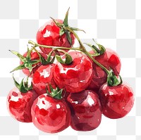 PNG An isolated fresh cherry tomatoes food illustration watercolor.