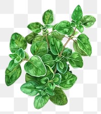 PNG An isolated fresh oregano illustration watercolor vibrant.