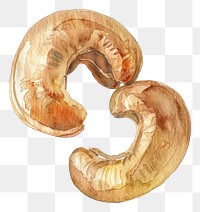 PNG An isolated cashew nut food nuts illustration.