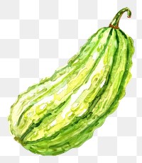 PNG An isolated fresh bitter melon illustration watercolor vegetable.