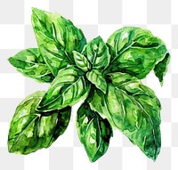 PNG An isolated fresh basil illustration watercolor vibrant.