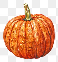 PNG An isolated fresh pumpkin illustration watercolor vegetable.