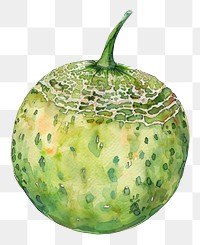 PNG An isolated fresh cantaloupe illustration watercolor fruit.