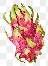 PNG An isolated fresh dragon fruit illustration watercolor vibrant.