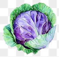 PNG An isolated fresh cabbage illustration watercolor vegetable.