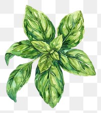 PNG An isolated fresh dry basil illustration watercolor vibrant.