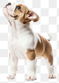 PNG A bulldog puppy happy standing with two legs animal background white.