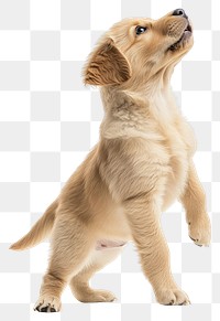 PNG A golden retrival pupply happy standing with two legs background animal puppy.