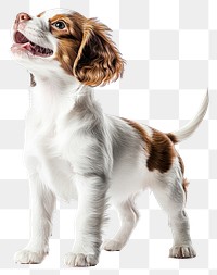 PNG A spaniel puppy happy standing with two legs animal photography background.