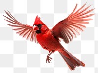 PNG Flying cardinal bird animal red. 