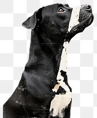 PNG A black dog animal illustration modern.