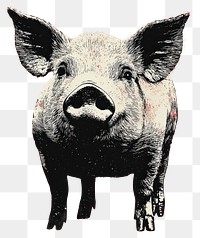 PNG An isolated black and white real pig illustration background animal.