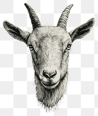 PNG An isolated black and white real goat illustration background wildlife.