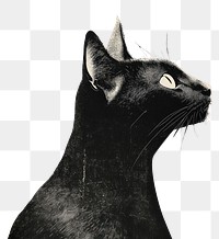 PNG An isolated black and white real cat illustration background animal.